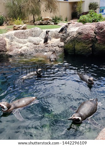 Magellanic penguins out for a swim on a sunny day 