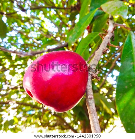 Apple ripe rose on the tree.