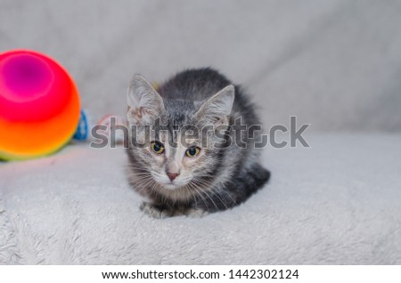 gray kitten sitting on a white background