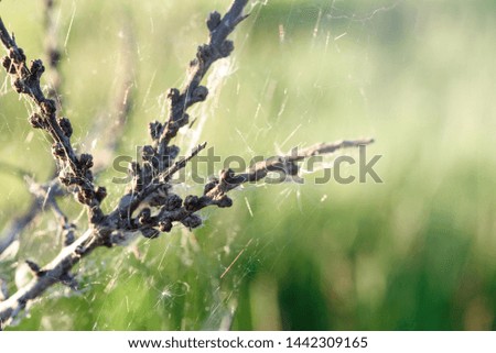 Web on a dry branch, beautiful summer background