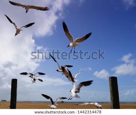 Upward shot of seagulls flying low to scour for food in Galveston, Texas.