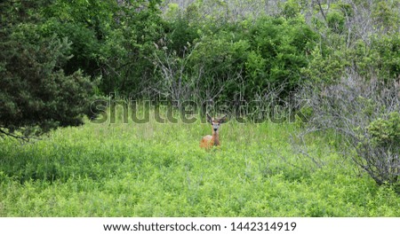 Male white-tailed deer (Odocoileus virginianus) in the meadow