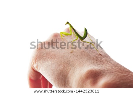 little green mantis on his arm