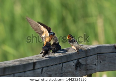 The barn swallow (Hirundo rustica) feeds the chicks that left the nest