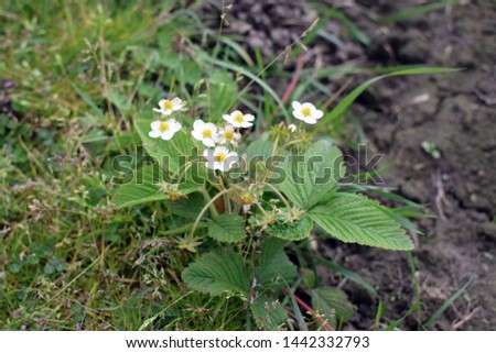 Wild strawberry flowers. Young unripe strawberries.
