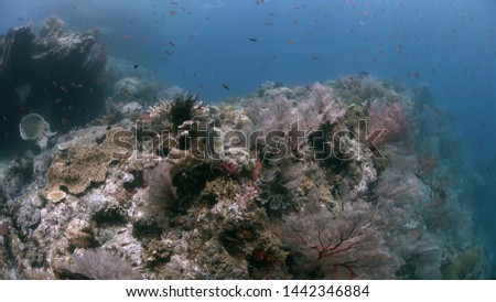 Colorful coral reef with healthy corals and plenty fish. South Raja Ampat dive site Candy