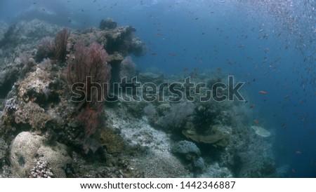 Colorful coral reef with healthy corals and plenty fish. South Raja Ampat dive site Candy