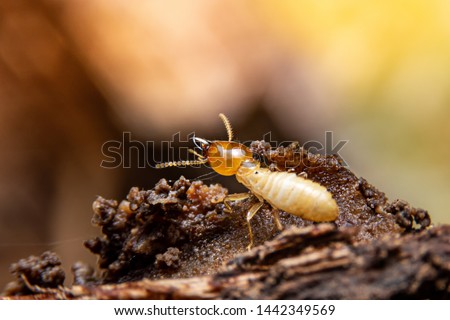 The termite on the ground is searching for food to feed the larvae in the cavity. Royalty-Free Stock Photo #1442349569