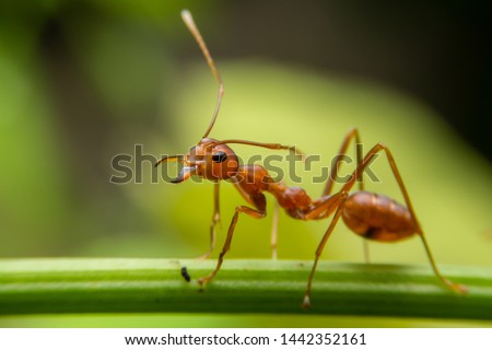 Red ants are looking for food on green branches. Work ants are walking on the branches to protect the nest  in the forest. Royalty-Free Stock Photo #1442352161