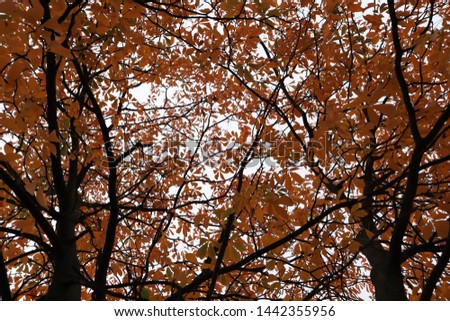 A nice shot under a tree showing branches with Yellow, Orange and red leaves with a gray sky in fall season. - Image