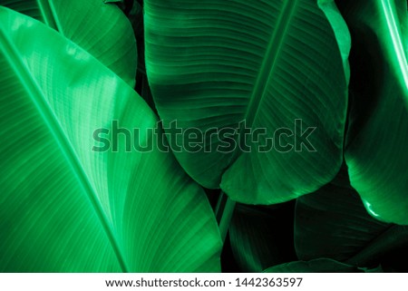 tropical banana leaf, abstract green banana leaf, large palm foliage nature dark  background