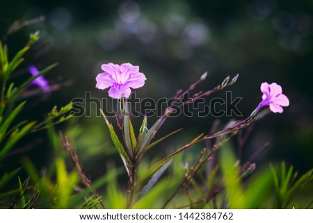 Abstract vintage picture style of Iron root, Feverroot, Popping pod puple flowers in sunset time background, selected focus.