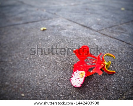 The  Royal Poinciana flower on the footpath.