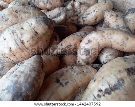sweet potato honey or ubi madu local food from cilembu Indonesia - photo Royalty-Free Stock Photo #1442407592