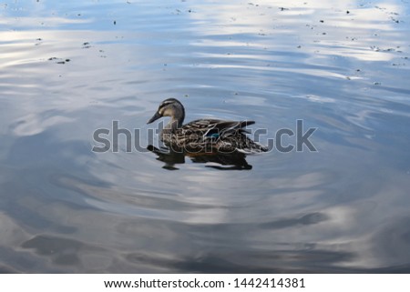 Raw: (Unedited) Duck Floating in Lake