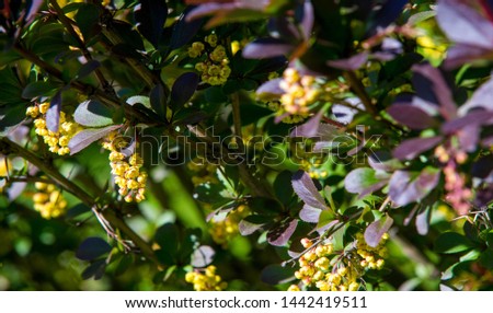 Berberis vulgaris,  European barberry or simply barberry, is a shrub in the genus Berberis. It produces edible buty acid acid berries. It is cultivated for its fruits in many countries.