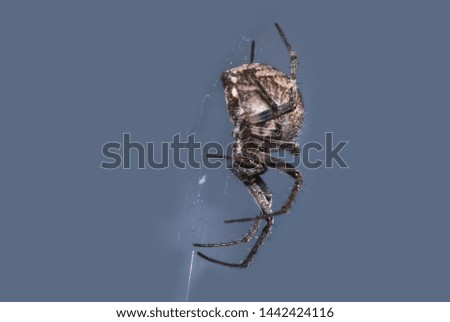 Macro Photography of Spider on The Web Isolated on Gray Background