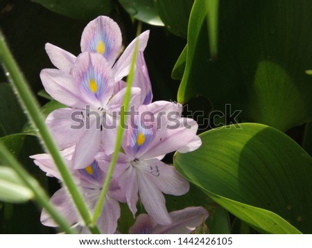 natural photos of water hyacinth flowers are blooming between green leaves