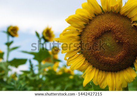 Detailed picture of a beautiful sunflower in a field