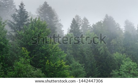 The healthy green trees in a forest of old spruce, fir and pine. Landscape with fir forest in retro style. The dramatic wall fir-tree forest across the sky in the fog for dramatic creative background. Royalty-Free Stock Photo #1442447306