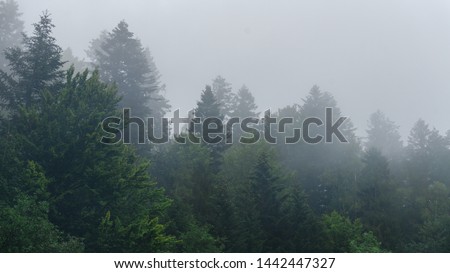 The healthy green trees in a forest of old spruce, fir and pine. Landscape with fir forest in retro style. The dramatic wall fir-tree forest across the sky in the fog for dramatic creative background. Royalty-Free Stock Photo #1442447327