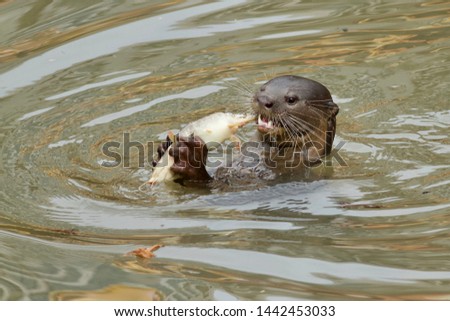 River Otter eating fish in Singapore