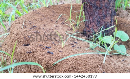 Black Insects And Big Tree. Animals And Wildlife Landscape.
