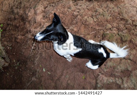 Dog in black and white color walking on the ground. picture taken from above.