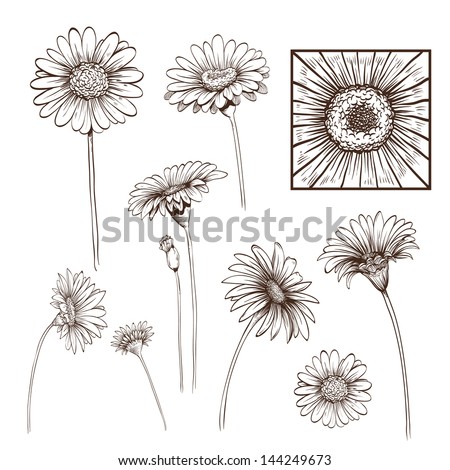 Hand drawn gerber flowers vector set