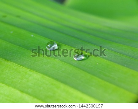 Clean two dew drop on banana leaf in the morning
