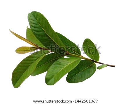 Green leaf on white background. Guava tree with green leaves. The name of the plant is Psidium guajava.