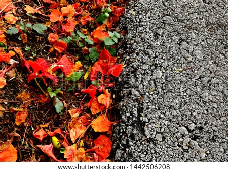 close up shot of ground with red flowers and edge of asphalt road surface