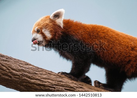 Red panda climbing a tree