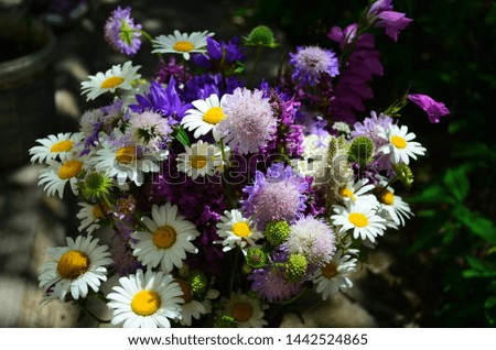 beautiful bouquet of forest flowers at summer sunny day