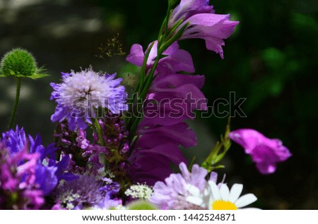 beautiful bouquet of forest flowers at summer sunny day