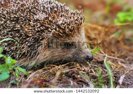 Hedgehog in the garden. Hedgehog close up