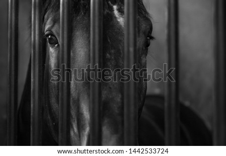 Beautiful black horse behind bars in a french stable. Sharp portrait shot of this magnificent dark animal and his eyes looking at the camera. Elegant creature, can be used as a poster. Sad.