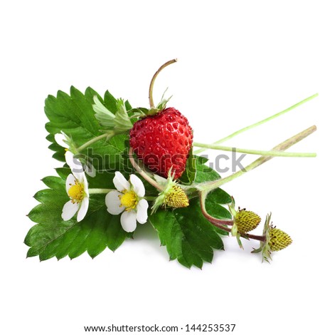 Wild strawberry with flower isolated on white background