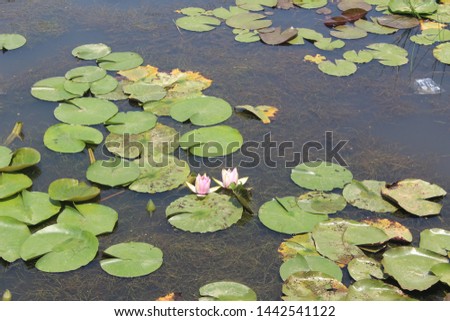 the water lilies flower on the water Royalty-Free Stock Photo #1442541122