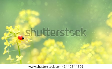 yellow flowers and ladybug on meadow close up. summer season concept. blossoming rape plants and red ladybug. cute pure image of nature. copy space