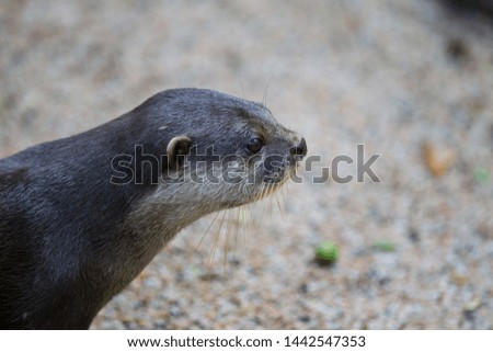 Close up of an otter