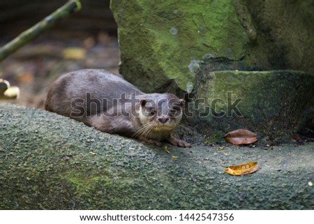 Otter resting on a rock
