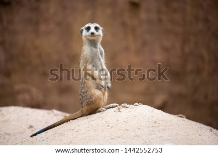 cute meerkat ( Suricata suricatta ) standing on the rock  