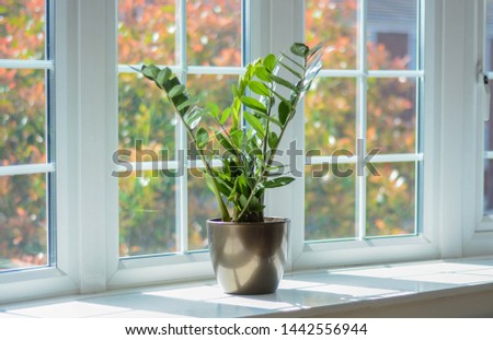 Home plant on a big window. Very sunny day. Royalty-Free Stock Photo #1442556944