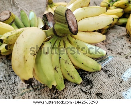 bunch of organic home grown dole ripe banana on guni sack at supermarket, exotic and tropical fruit of yellow color, healthy product full of vitamin, staple fruit in south east asia for energy booster