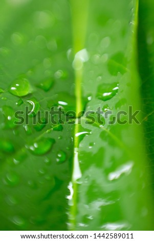 
Drops of water on the leaves after a rainy background