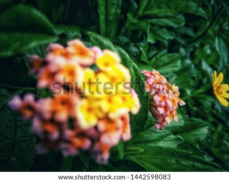 Lantana camara is a species of flowering plant within the verbena family, native to the American tropics yellow flower ..