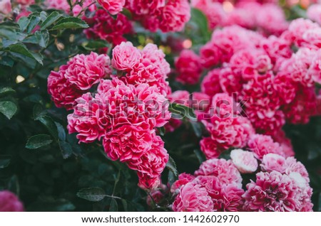 Lush rose bush with roses in the garden. Violent color of flowers on the bush. Beautiful background for greeting cards