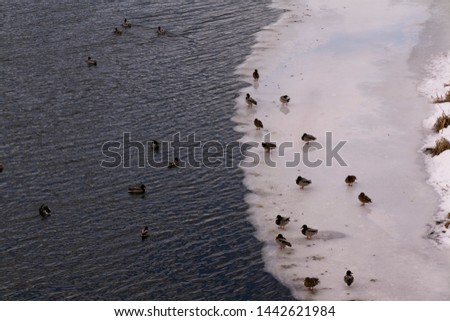 a flock of wild ducks in the water and on the ice