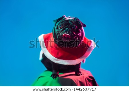 Cute pug dog with blue background